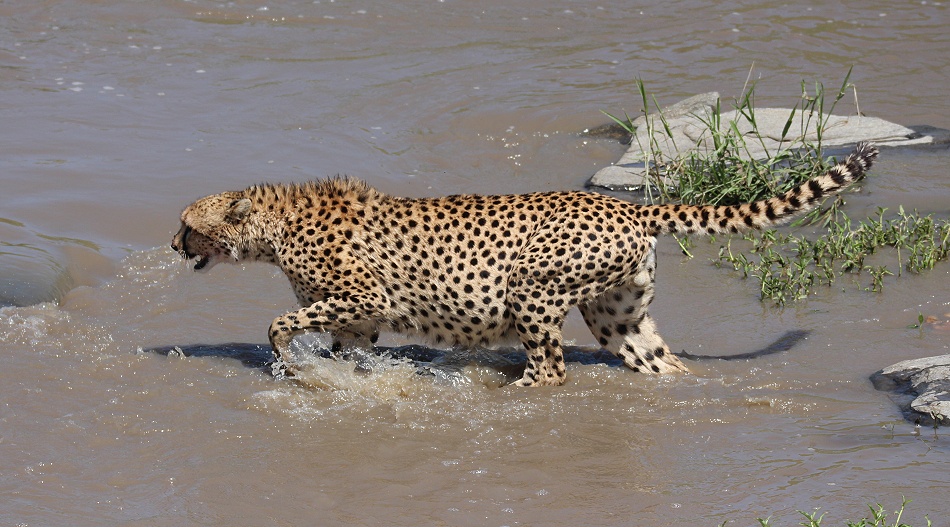 Gepard Ruka, Fluss&uuml;berquerung mit vollem Bauch