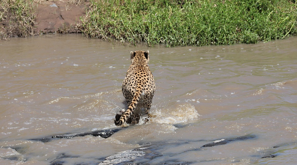 Gepard Ruka, Fluss&uuml;berquerung mit vollem Bauch