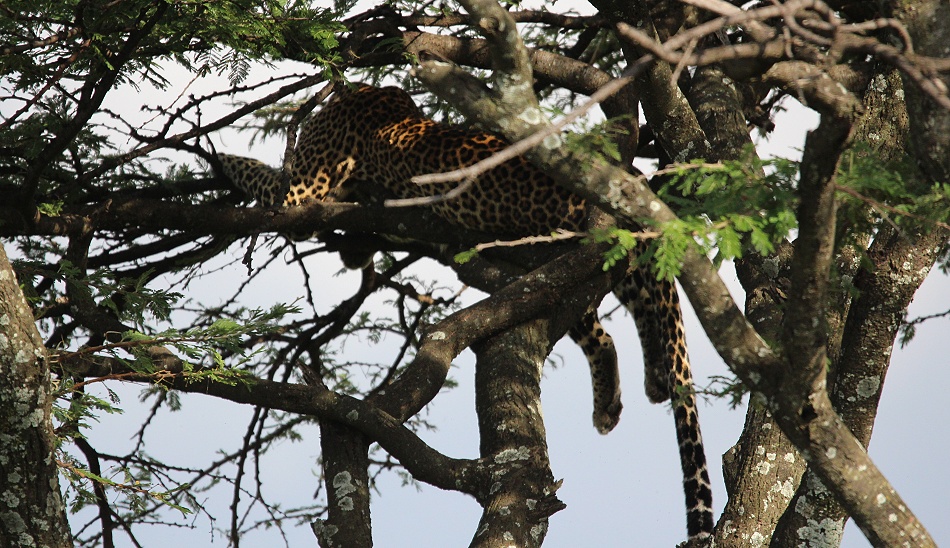 Leopard, Akira im Baum