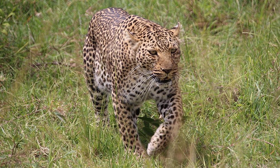 Bella two, Leopard, Masai Mara