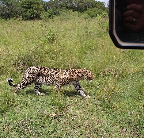 Bella two, Leopard, Masai Mara