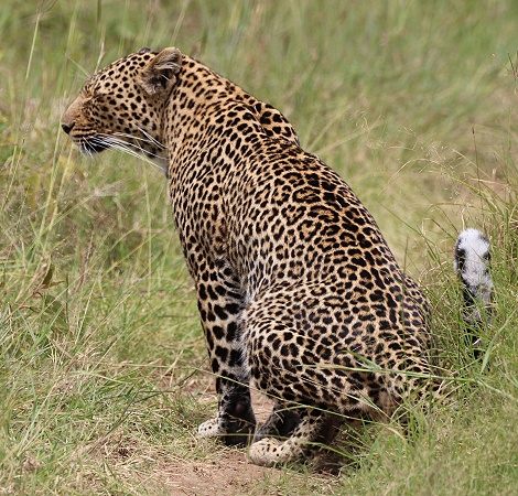 Bella two, Leopard, Masai Mara