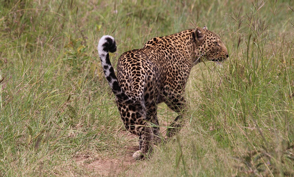 Bella two, Leopard, Masai Mara
