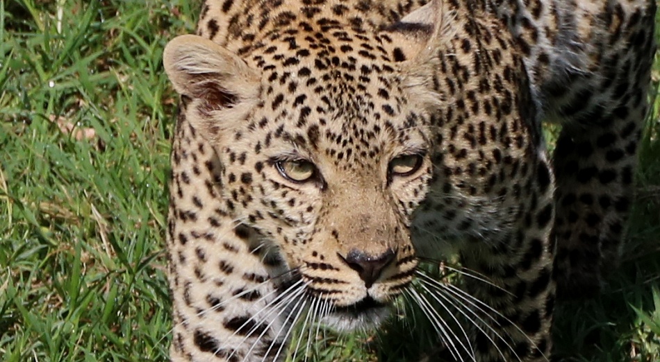 Leopard, Faulu - Masai Mara