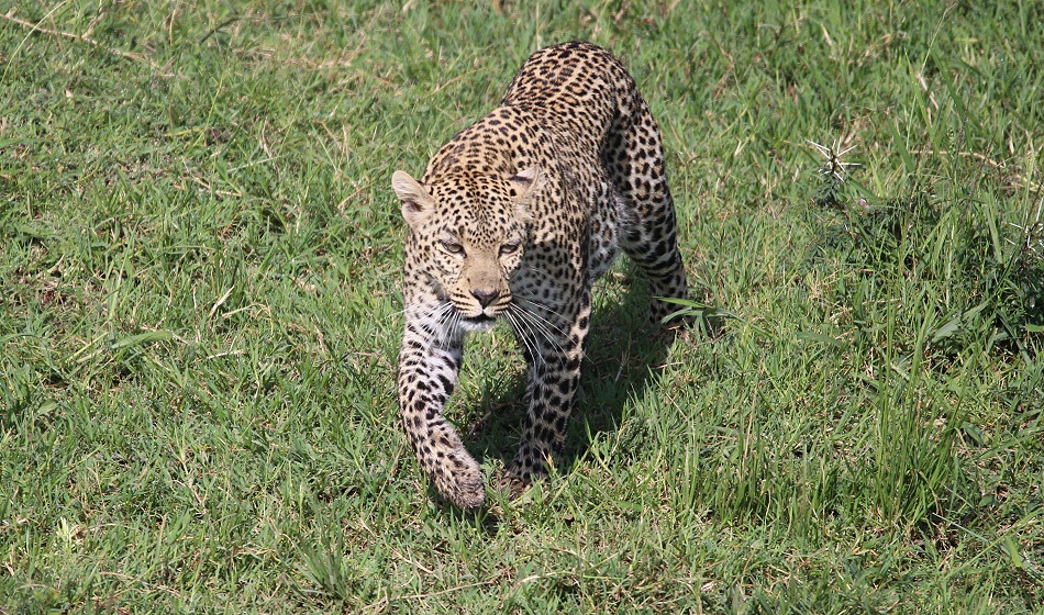 Leopard, Faulu - Masai Mara