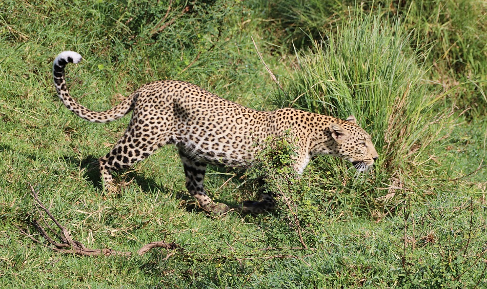 Leopard, Faulu - Masai Mara