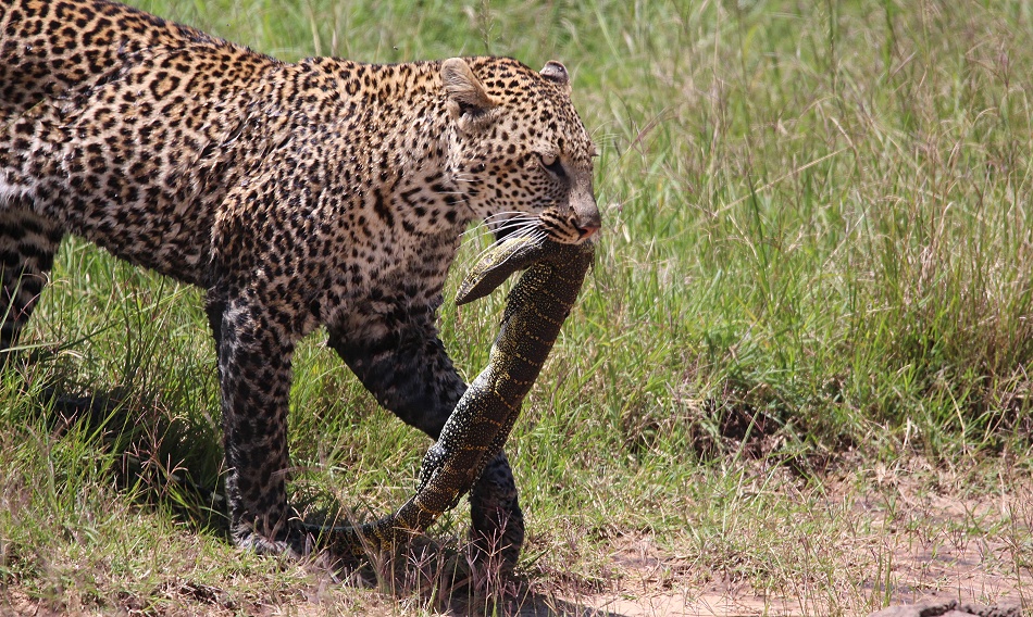 Leopard erbeutet Nilwaran