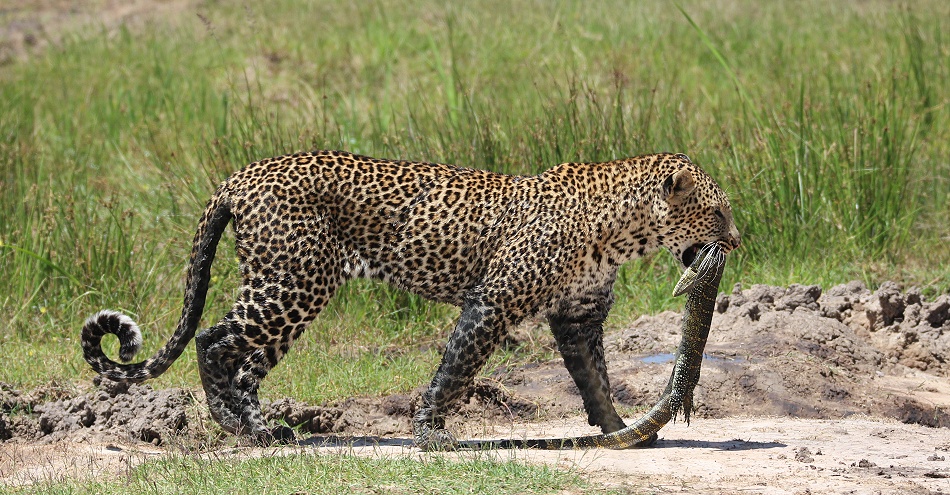 Leopard erbeutet Nilwaran