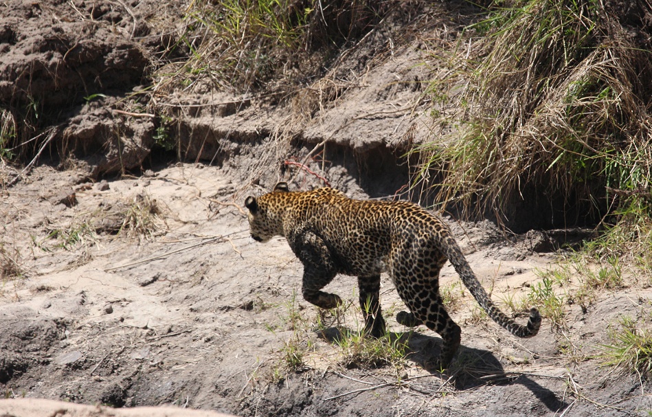 Leopard jagt Nilwaran