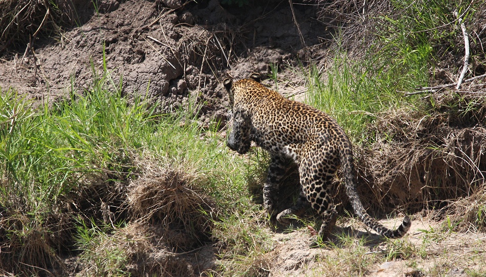 Leopard jagt Nilwaran