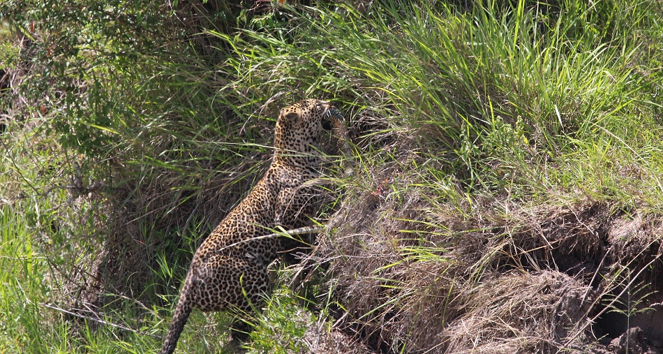 Leopard jagt Nilwaran