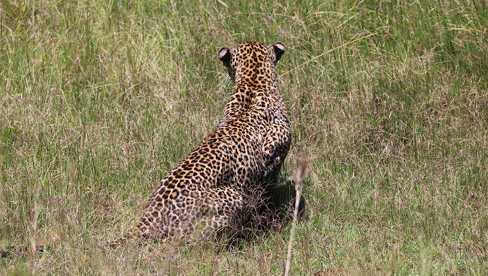 Leopard jagt Riedb&ouml;cke