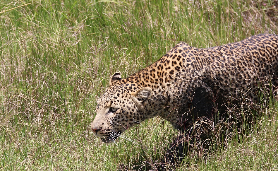 Leopard jagt Riedb&ouml;cke