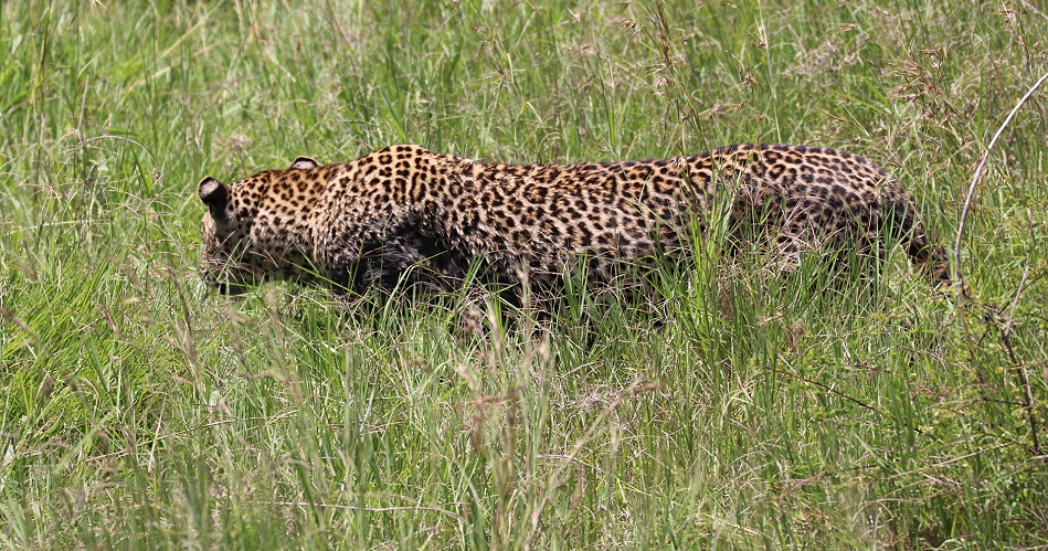 Leopard jagt Riedb&ouml;cke