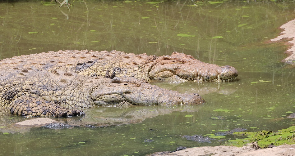 Nilkrokodil