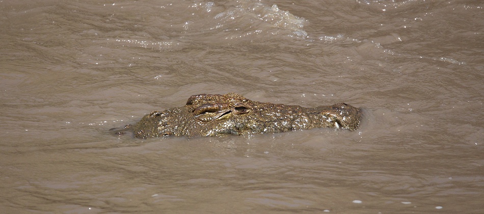 Nilkrokodil