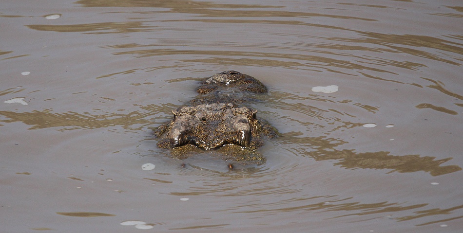 Nilkrokodil