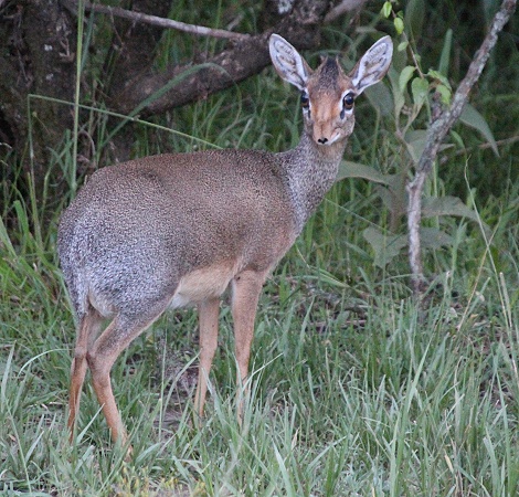 Kirk Dikdik