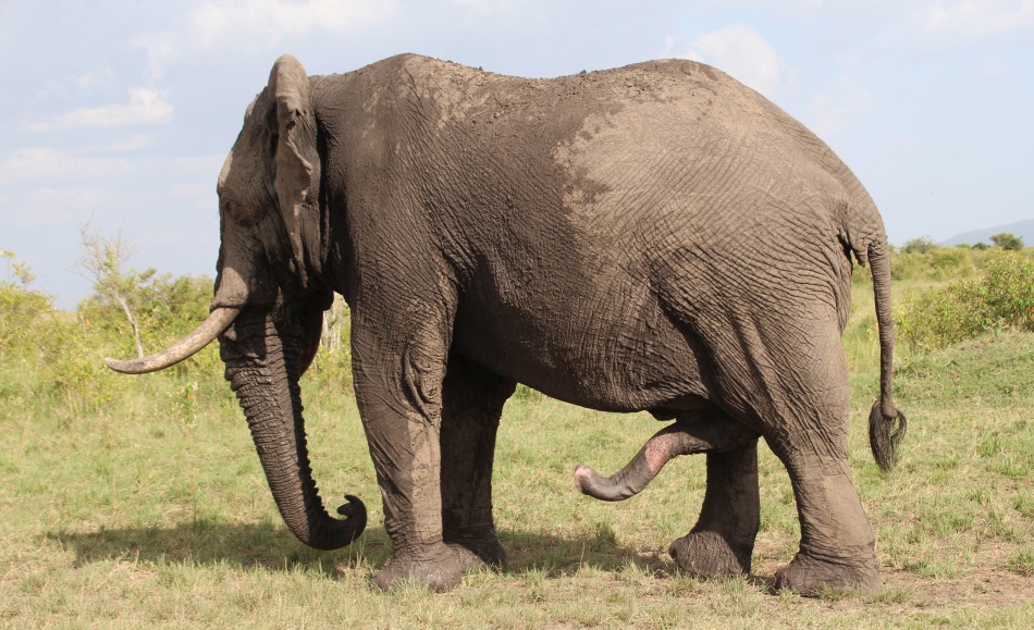 Elefantenbulle, Masai Mara