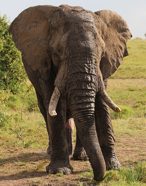 Elefantenbulle, Masai Mara