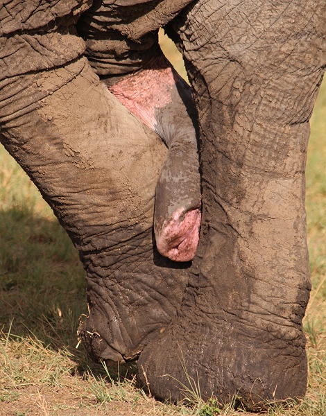 Elefantenbulle, Masai Mara