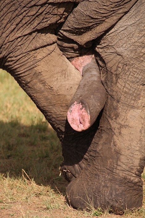 Elefantenbulle, Masai Mara