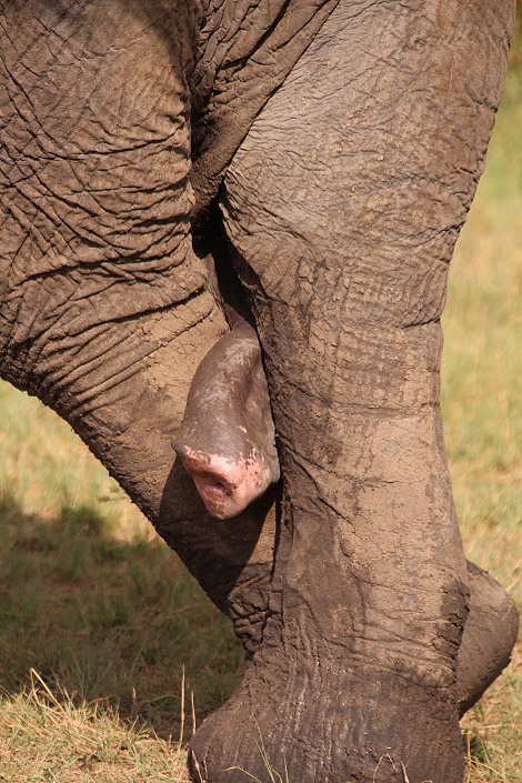 Elefantenbulle, Masai Mara