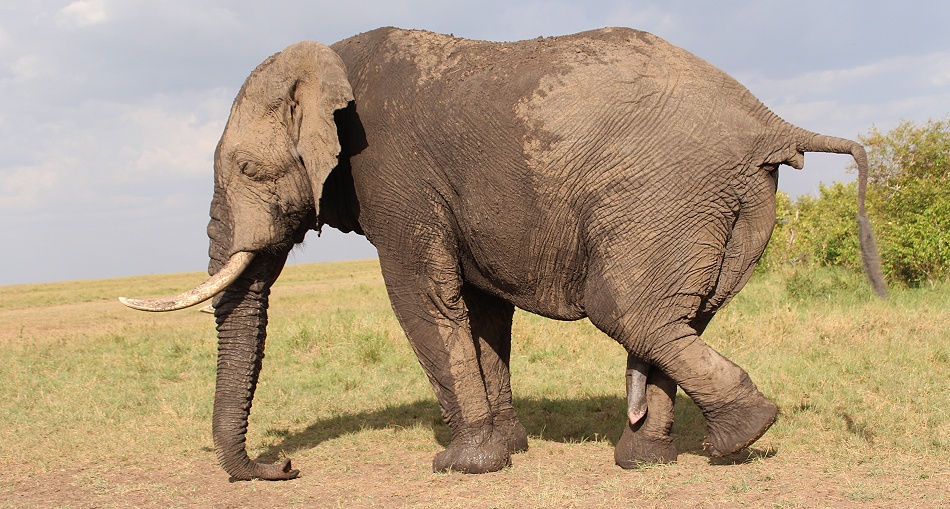 Elefantenbulle, Masai Mara