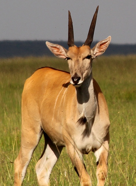 Elenantilope