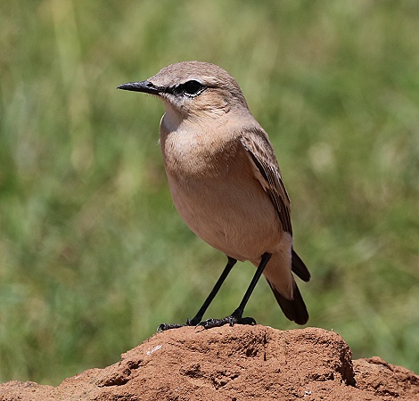 Flycatcher