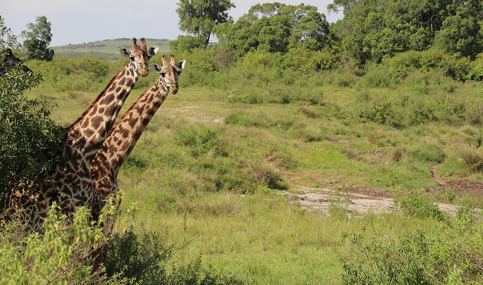Masai Giraffen