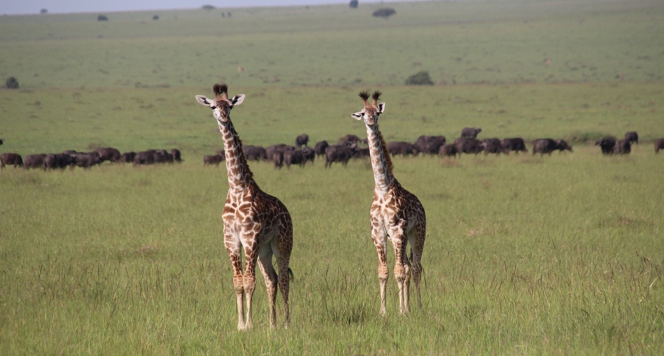 Masai Giraffen in der Masai Mara