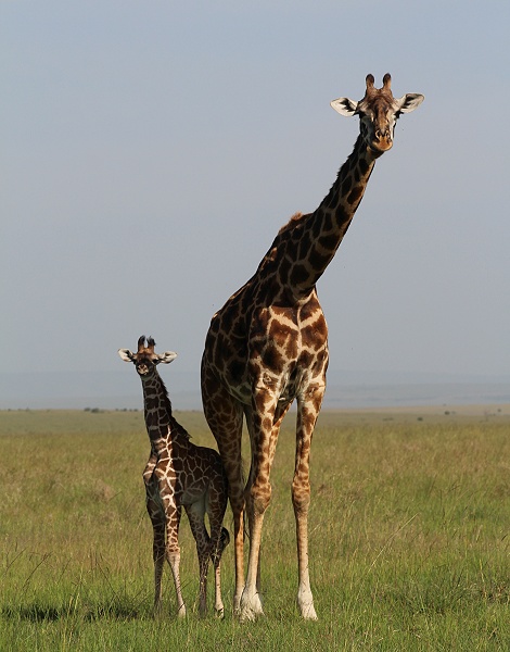 Masai Giraffe mit Kalb