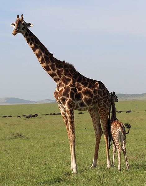 Masai Giraffe mit Kalb