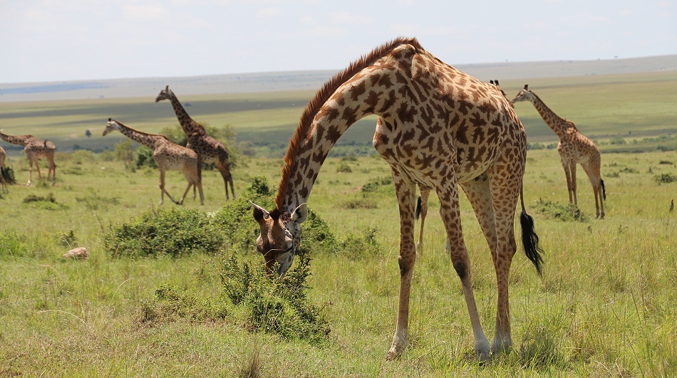 Masai Giraffen