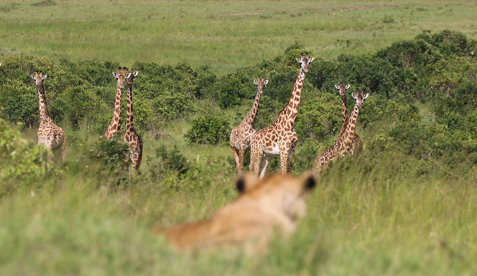 L&ouml;wen beobachten die Masai Giraffen