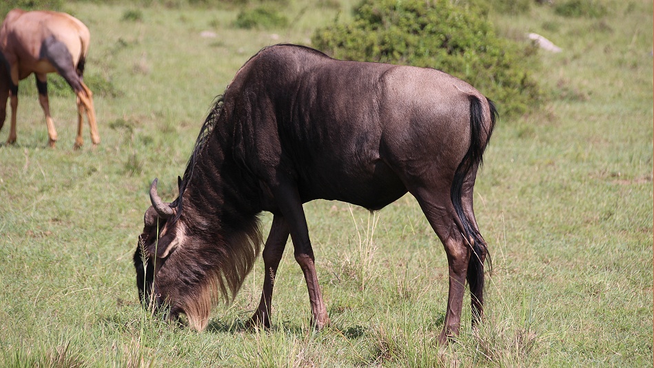 Gnu