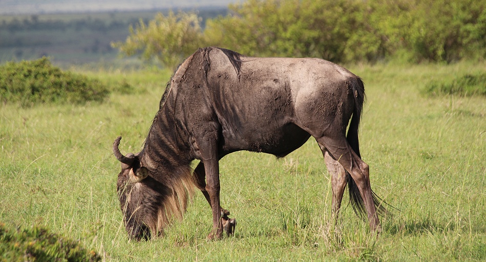 Weissbartgnu