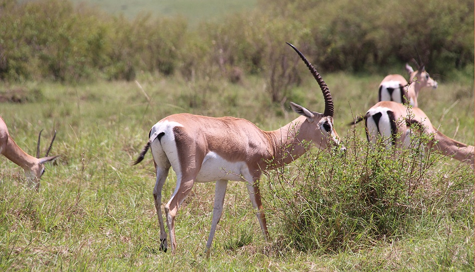 Grandgazellenbock