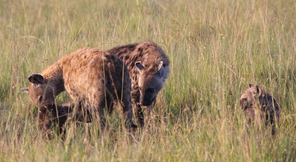 T&uuml;pfelhy&auml;nen Clan, Masai Mara
