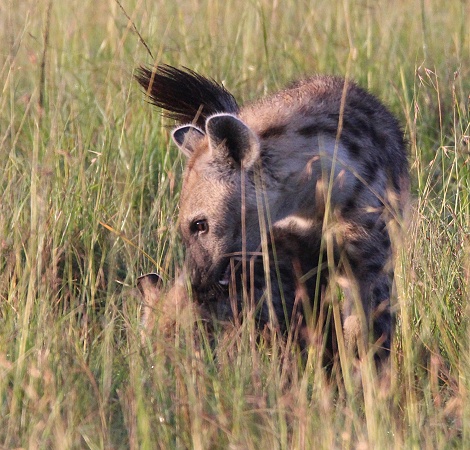 T&uuml;pfelhy&auml;nen Clan, Masai Mara