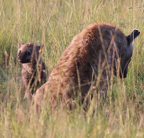 T&uuml;pfelhy&auml;nen Clan, Masai Mara