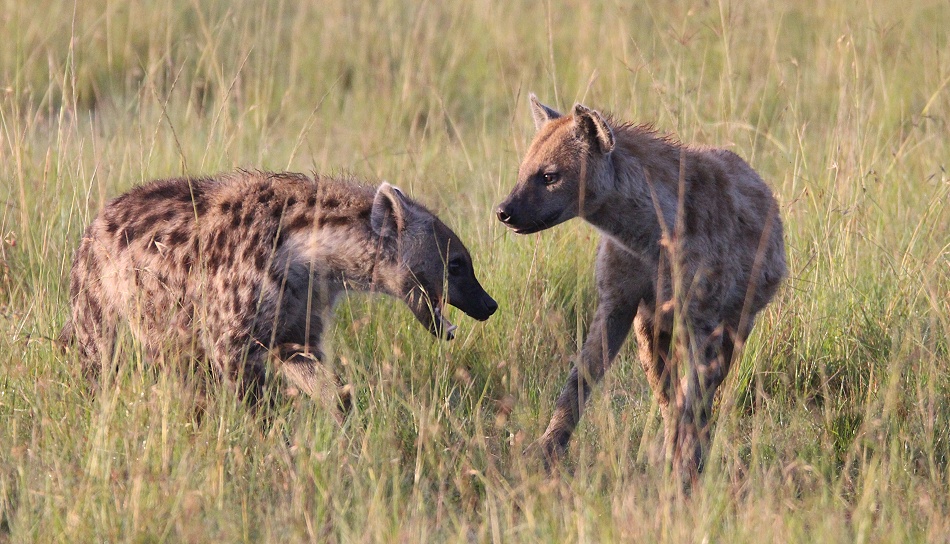 T&uuml;pfelhy&auml;nen Clan, Masai Mara
