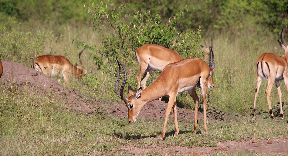 Impalas