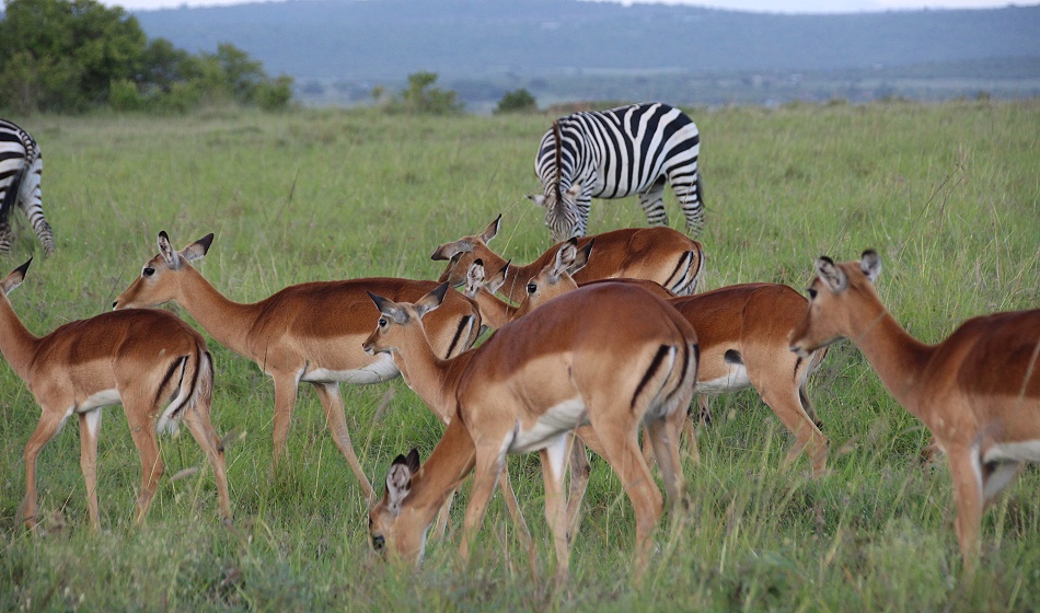 Impalas in der Masai Mara