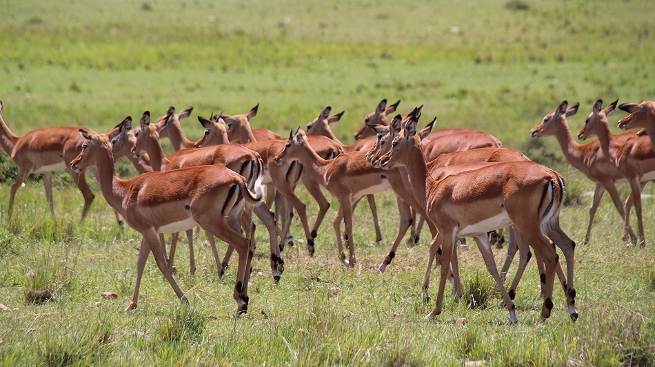 Impalas