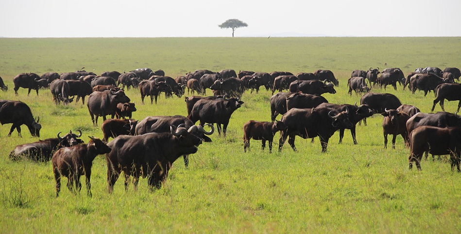 Kaffernb&uuml;ffel in der Masai Mara