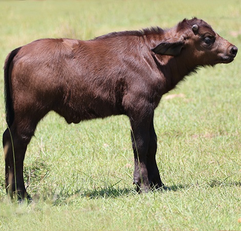 Kaffernb&uuml;ffel Kalb
