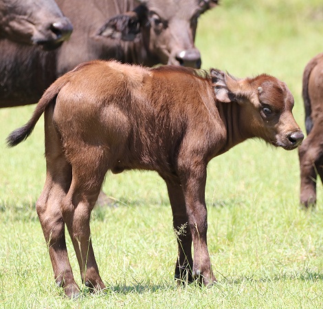 Kaffernb&uuml;ffel Kalb