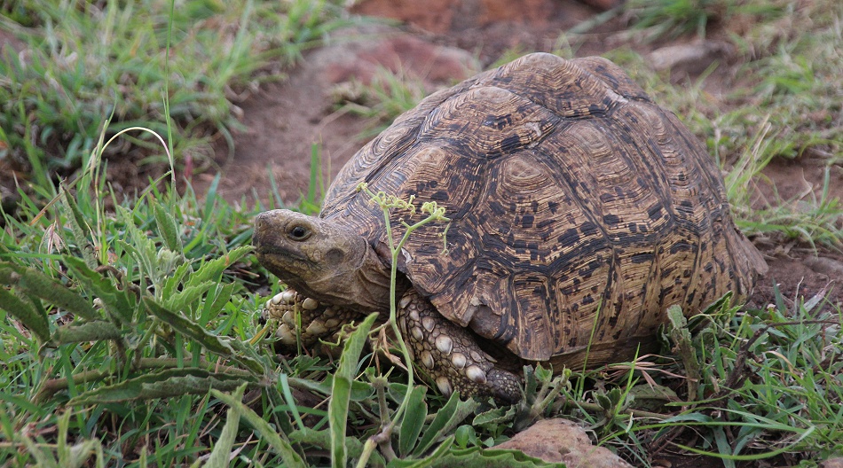 Leopardschildkr&ouml;te